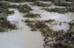 سیلاب به ۴۰۰ هکتار از باغات بخش کوهنانی کوهدشت خسارت زد