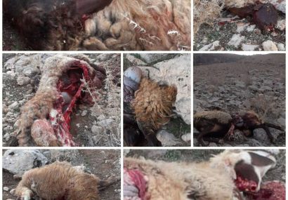 حمله گرگ گرسنه به گله گوسفند در کوهدشت