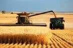 لرستان به لحاظ تولید گندم هفتمین استان کشور است
